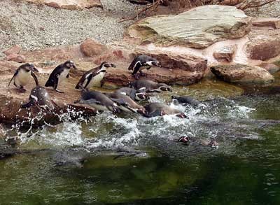 In der neuen Anlage fühlen sich die Humboldt-Pinguine sichtlich wohl.